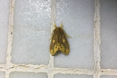 Euproctis quadrangularis