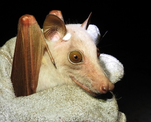 Peters's Epauletted Fruit Bat