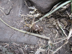 Paraleprodera itzingeri