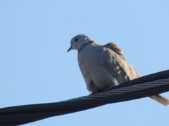Streptopelia decaocto