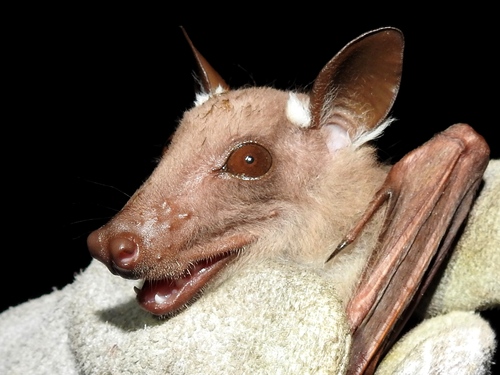 Dobson's Epauletted Fruit Bat
