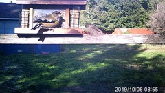 Coccothraustes vespertinus brooksi