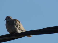 Streptopelia decaocto