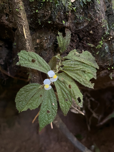 Begonia eutricha