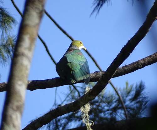 Pink-spotted Fruit Dove (Ptilinopus perlatus)