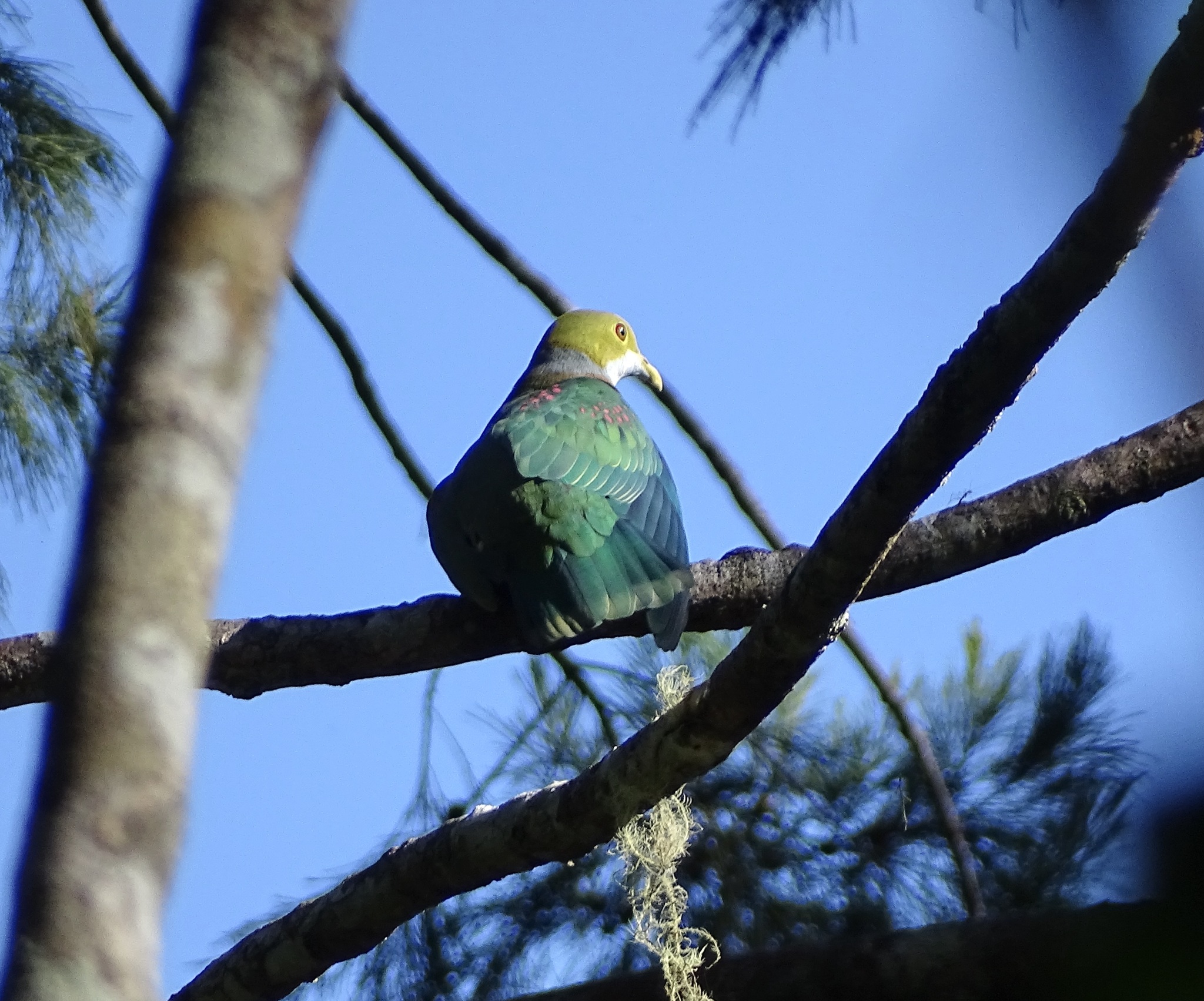 Pink-spotted Fruit Dove (Ptilinopus perlatus), photo 1