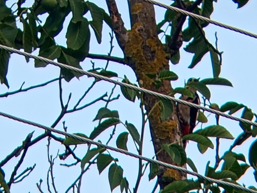 Great Spotted Woodpecker