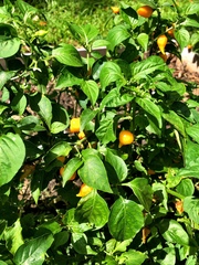 Piperales