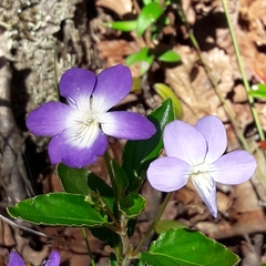 Viola capillaris
