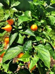 Piperales