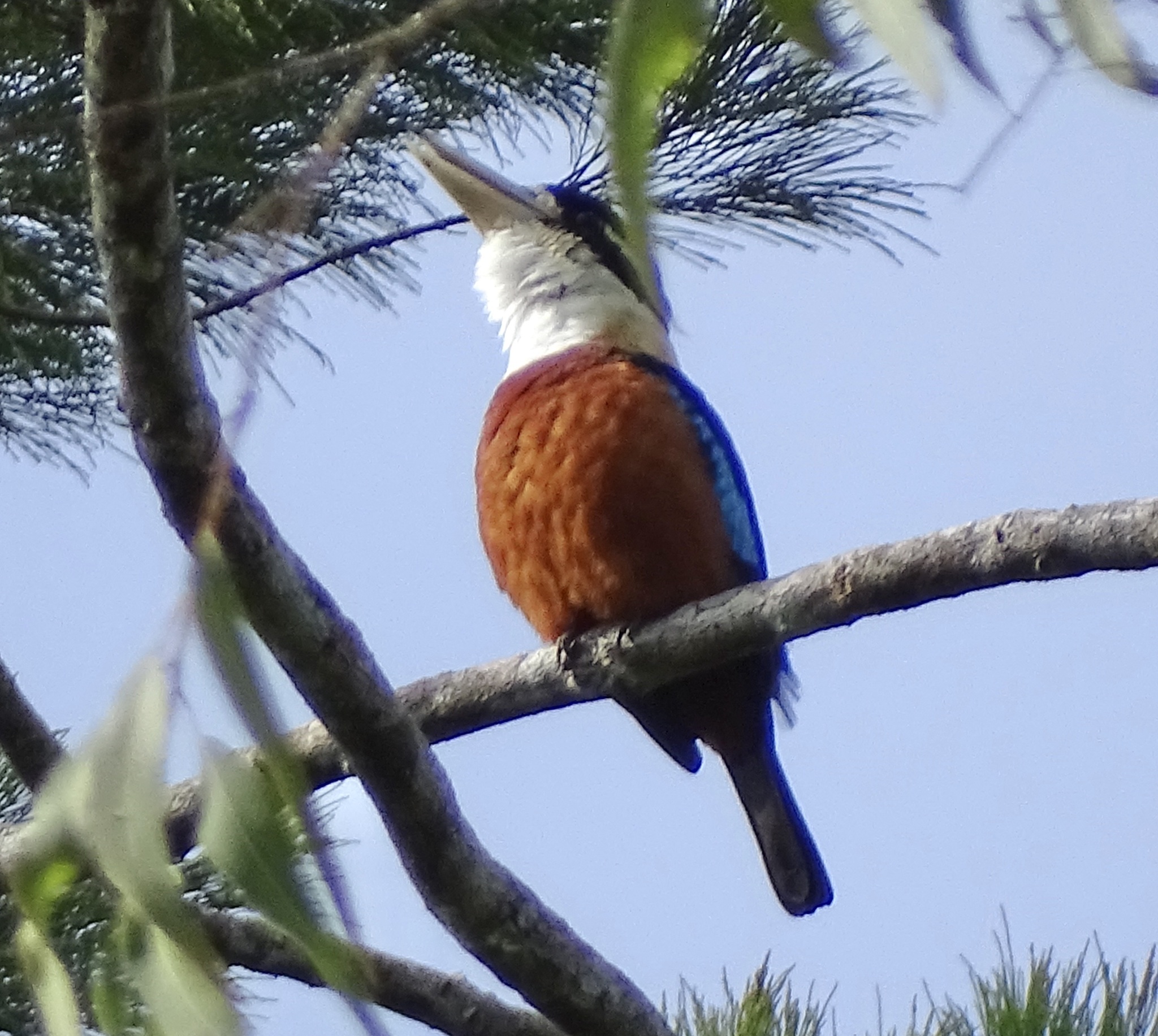 Rufous-bellied Kookaburra (Dacelo gaudichaud), photo 3
