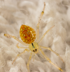 Thwaitesia margaritifera