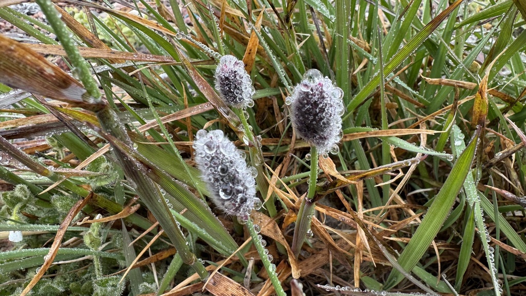 Alpine meadow-foxtail (Alopecurus magellanicus)