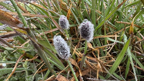 Alpine Meadow-Foxtail (Alopecurus magellanicus)