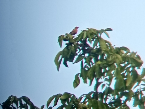 Common Chaffinch