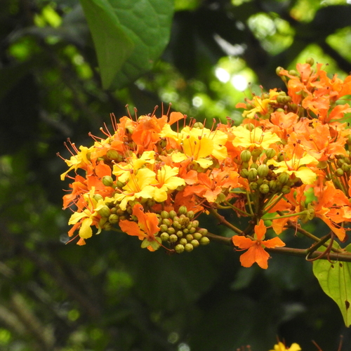Phanera integrifolia observed 2025-05-21