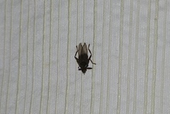 Pseudolynchia canariensis