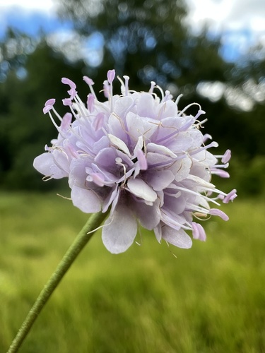 Succisella petteri, photograph 6
