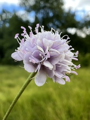 Succisella petteri, photograph author not stated, no rights reserved