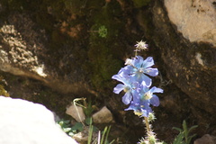 Meconopsis racemosa