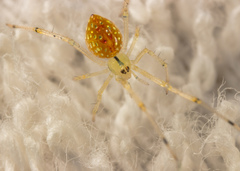 Thwaitesia margaritifera