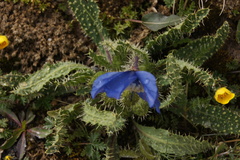 Meconopsis racemosa