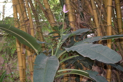 Musa ornata