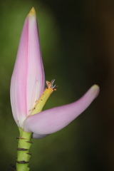 Musa ornata