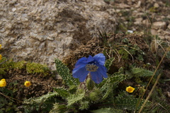 Meconopsis racemosa