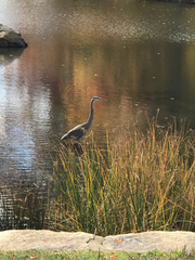 Ardea herodias