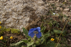 Meconopsis racemosa