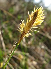 Carex pediformis macroura