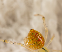 Thwaitesia margaritifera