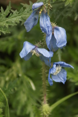 Meconopsis racemosa