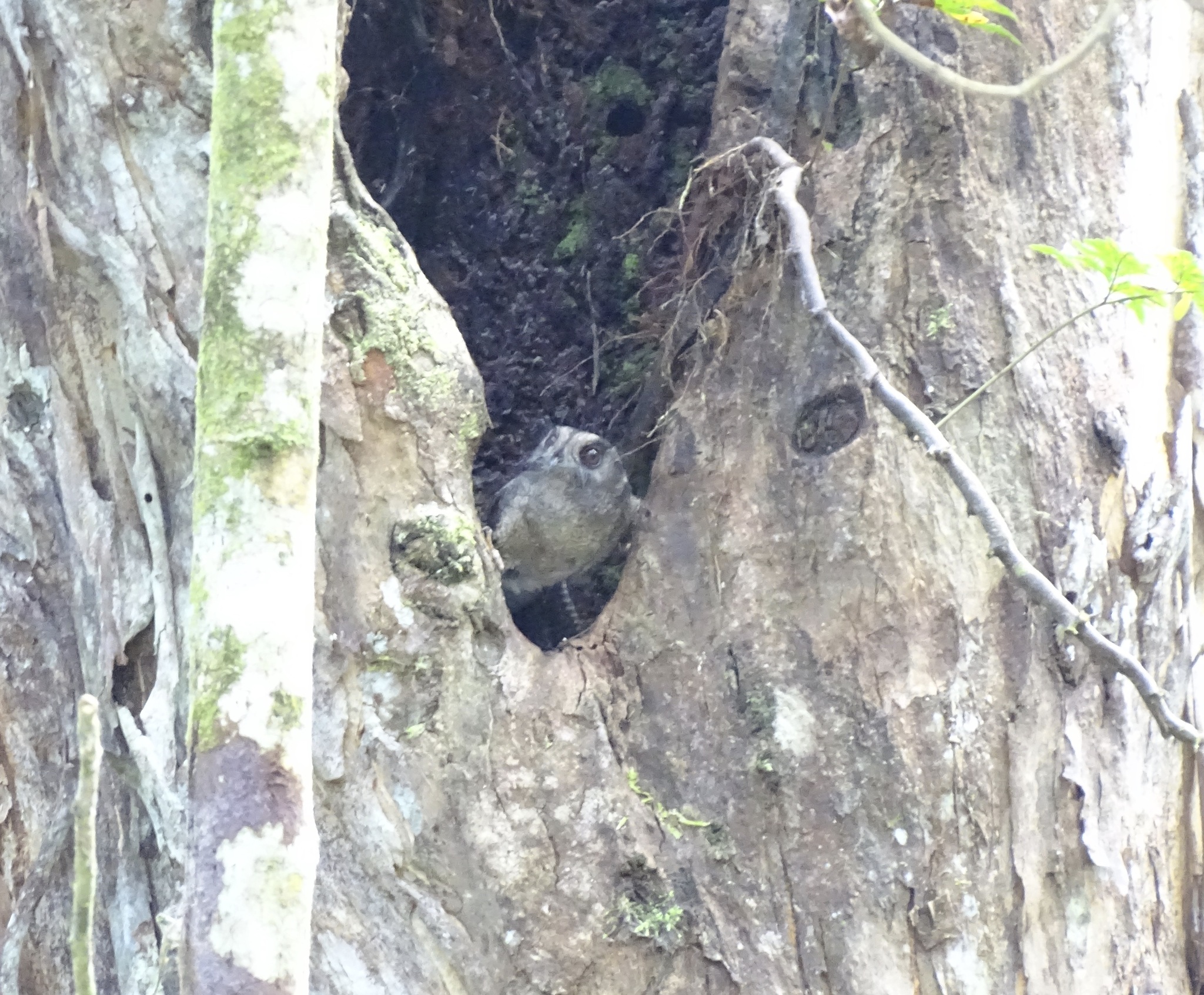 Barred Owlet-nightjar (Aegotheles bennettii), photo 1