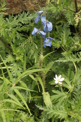 Meconopsis racemosa