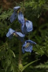 Meconopsis racemosa