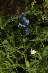 Meconopsis racemosa