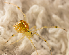 Thwaitesia margaritifera