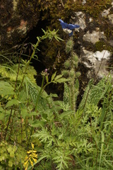 Meconopsis racemosa