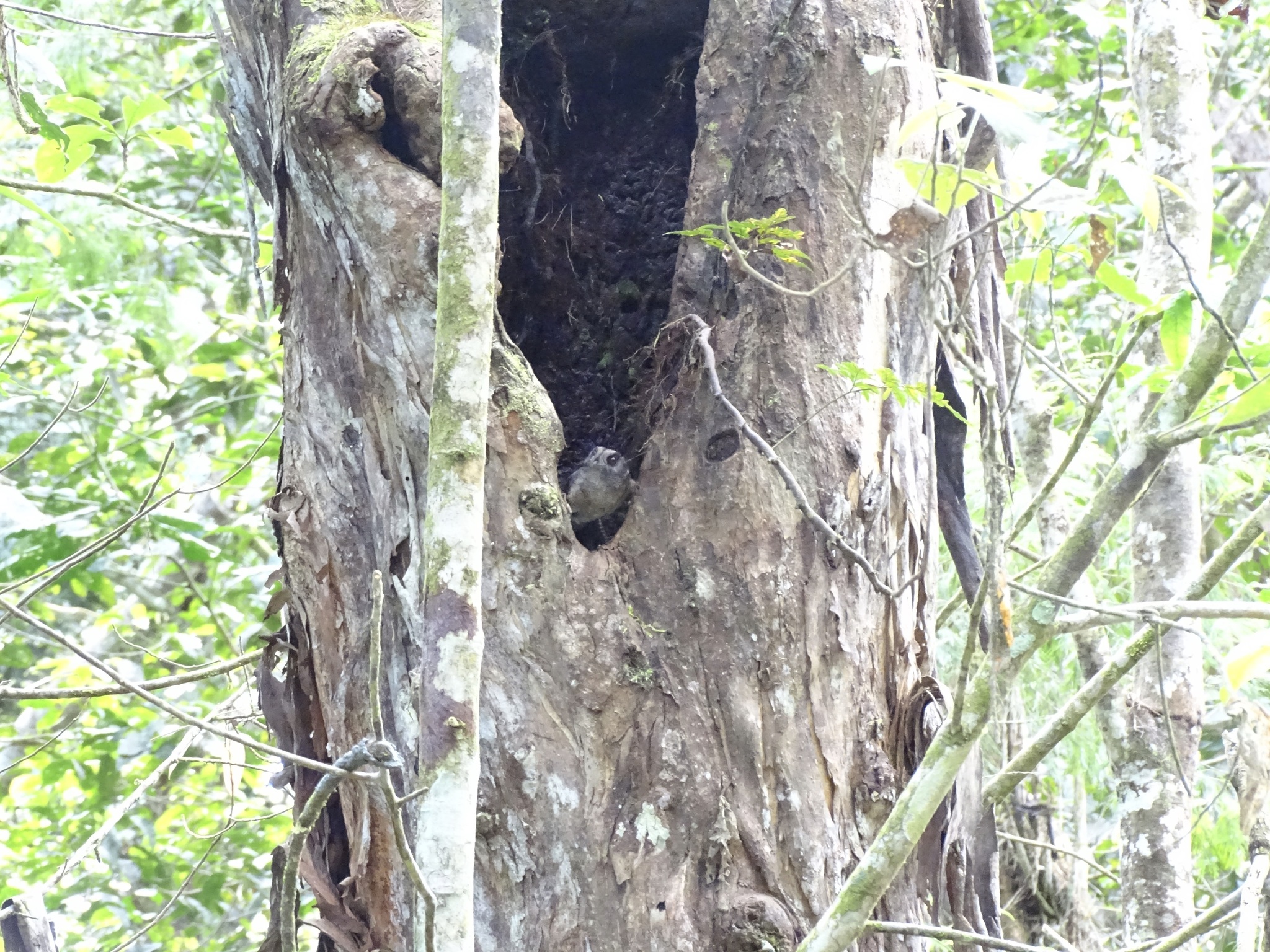 Barred Owlet-nightjar (Aegotheles bennettii), photo 2