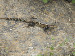 Sceloporus megalepidurus