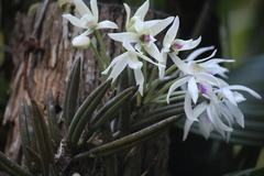 Leptotes bicolor