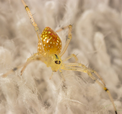 Thwaitesia margaritifera