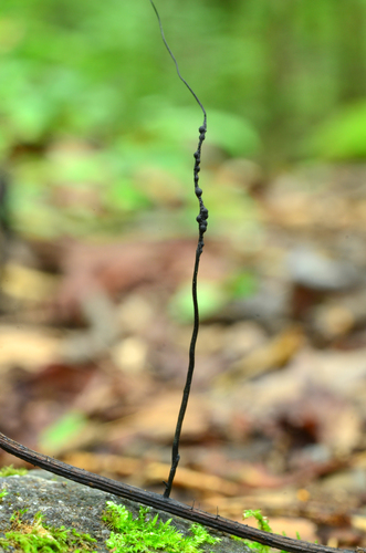 Xylaria simplicissima