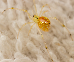 Thwaitesia margaritifera