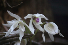 Leptotes bicolor
