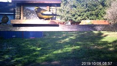 Coccothraustes vespertinus brooksi