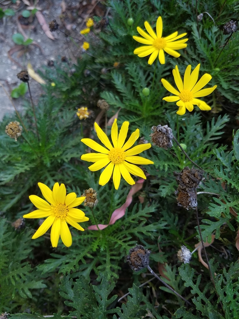 True-eye Daisies