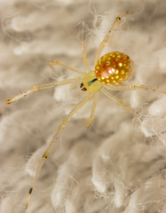 Thwaitesia margaritifera